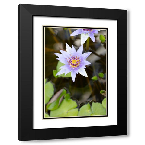 Purple Flower_2 Black Modern Wood Framed Art Print with Double Matting by 1x Studio III