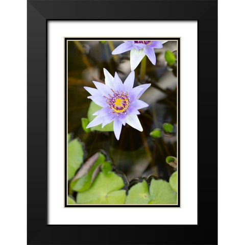 Purple Flower_2 Black Modern Wood Framed Art Print with Double Matting by 1x Studio III
