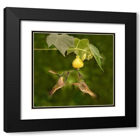 A Pair Of Buff-Tailed Coronets Black Modern Wood Framed Art Print with Double Matting by Xu, Sheila