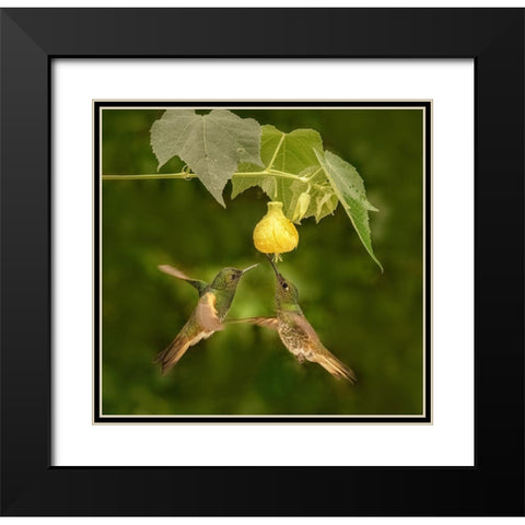 A Pair Of Buff-Tailed Coronets Black Modern Wood Framed Art Print with Double Matting by Xu, Sheila