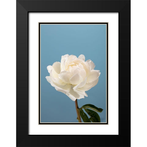 Peony_2 Black Modern Wood Framed Art Print with Double Matting by 1x Studio III