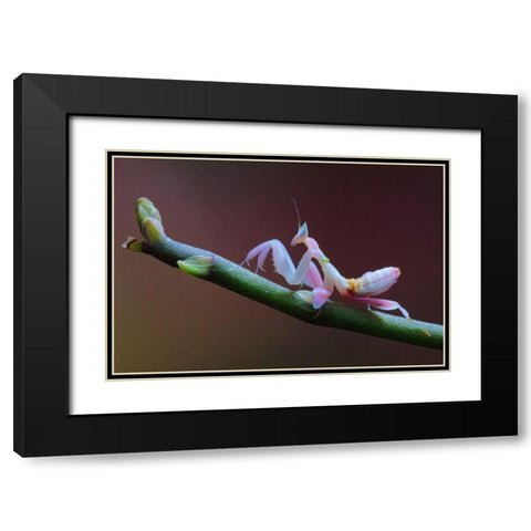 Walking Flower Black Modern Wood Framed Art Print with Double Matting by Hoffman, Jimmy