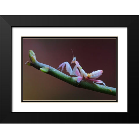 Walking Flower Black Modern Wood Framed Art Print with Double Matting by Hoffman, Jimmy