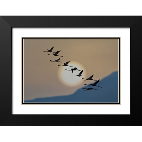 Flamingos At Sunrise Black Modern Wood Framed Art Print with Double Matting by Bar Or, Eyal