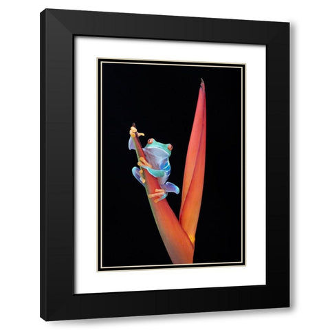 Red Eyed Tree Frog on a Tropical Flower Black Modern Wood Framed Art Print with Double Matting by D Lester, Linda