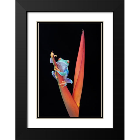 Red Eyed Tree Frog on a Tropical Flower Black Modern Wood Framed Art Print with Double Matting by D Lester, Linda