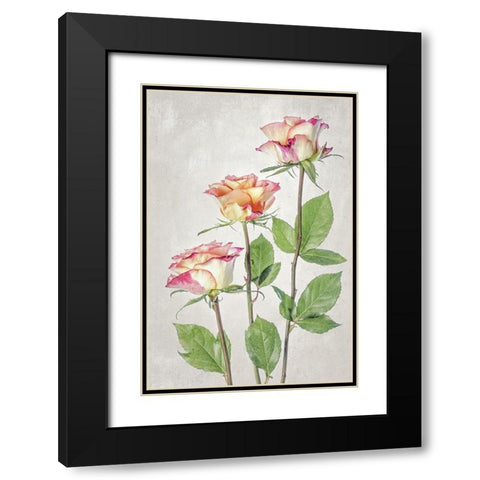 Roses Black Modern Wood Framed Art Print with Double Matting by Disher, Mandy