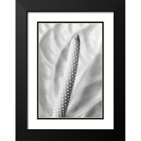 Flammingo Flower Black Modern Wood Framed Art Print with Double Matting by 1x Studio III