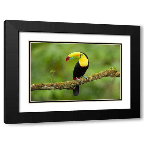 Keel-Billed Toucan Black Modern Wood Framed Art Print with Double Matting by Zygmunt, Milan
