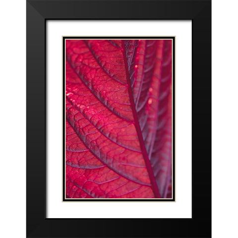 Red Leaf Black Modern Wood Framed Art Print with Double Matting by 1x Studio III