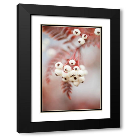 Berries on a twig Black Modern Wood Framed Art Print with Double Matting by 1x Studio III