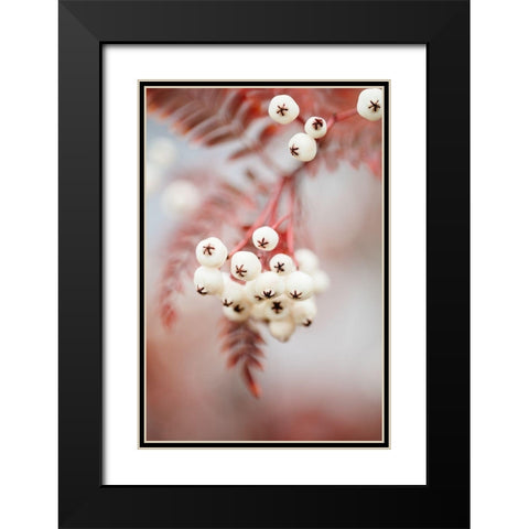 Berries on a twig Black Modern Wood Framed Art Print with Double Matting by 1x Studio III