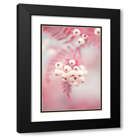 Berries on a twig No2 Black Modern Wood Framed Art Print with Double Matting by 1x Studio III