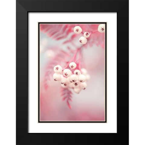 Berries on a twig No2 Black Modern Wood Framed Art Print with Double Matting by 1x Studio III