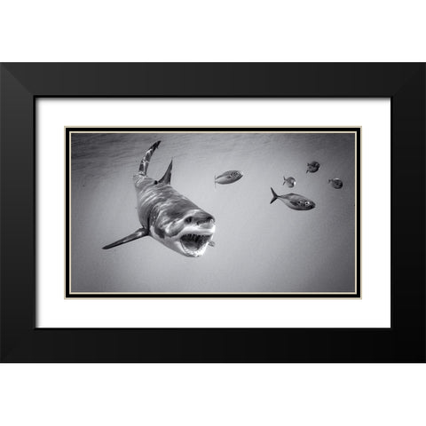 Chase Game With Great White Black Modern Wood Framed Art Print with Double Matting by Rebro, Marcel