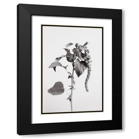 Grey Plant Black Modern Wood Framed Art Print with Double Matting by 1x Studio III