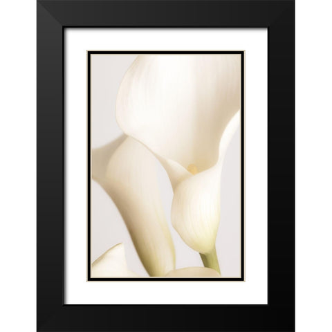 White Calla Lily No 2 Black Modern Wood Framed Art Print with Double Matting by 1x Studio III