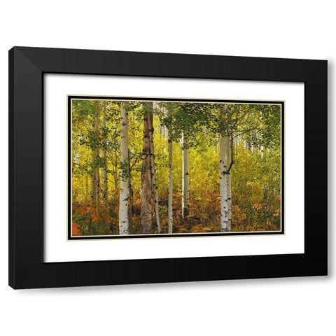 Fall Aspens Black Modern Wood Framed Art Print with Double Matting by J. Douglas, Larry