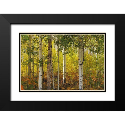 Fall Aspens Black Modern Wood Framed Art Print with Double Matting by J. Douglas, Larry