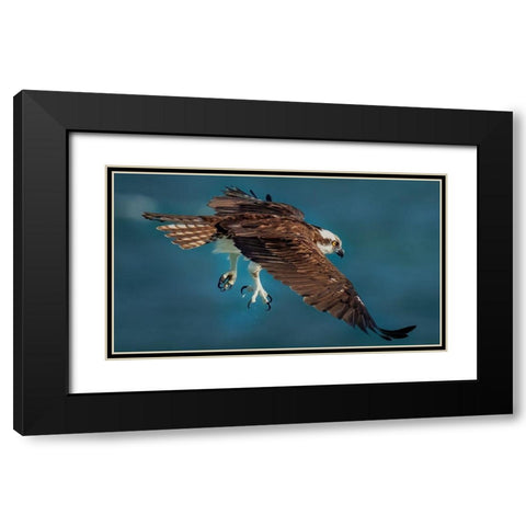 Osprey In Action Black Modern Wood Framed Art Print with Double Matting by Xiao, Hanping
