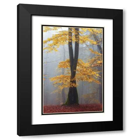 Loving trees Black Modern Wood Framed Art Print with Double Matting by Hafezi, Shahram
