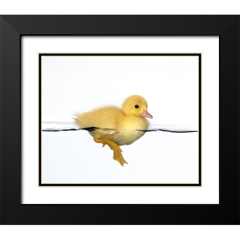 Patito amarillo Black Modern Wood Framed Art Print with Double Matting by Isarpl