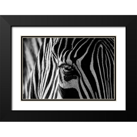 Abstract Zebra Black Modern Wood Framed Art Print with Double Matting by Darnell, Roy