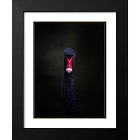 Portrait Of A Black Swan Black Modern Wood Framed Art Print with Double Matting by Tennant, Julie