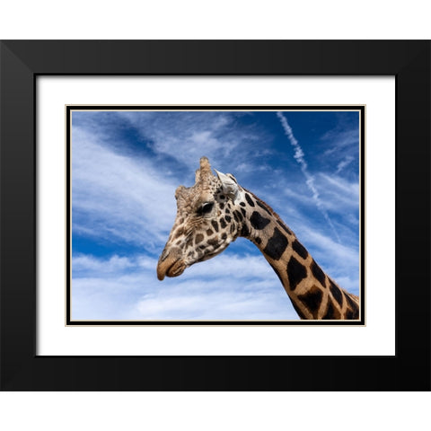 Head in the clouds Black Modern Wood Framed Art Print with Double Matting by Lehneman, Dave