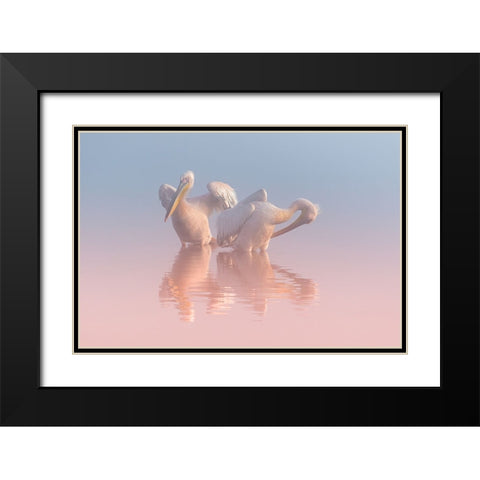 Two Pelicans Black Modern Wood Framed Art Print with Double Matting by Rublina, Natalia