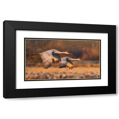 Love Birds Black Modern Wood Framed Art Print with Double Matting by Fan, John