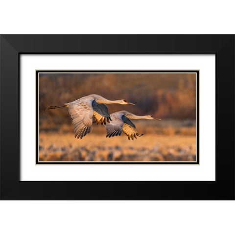 Love Birds Black Modern Wood Framed Art Print with Double Matting by Fan, John