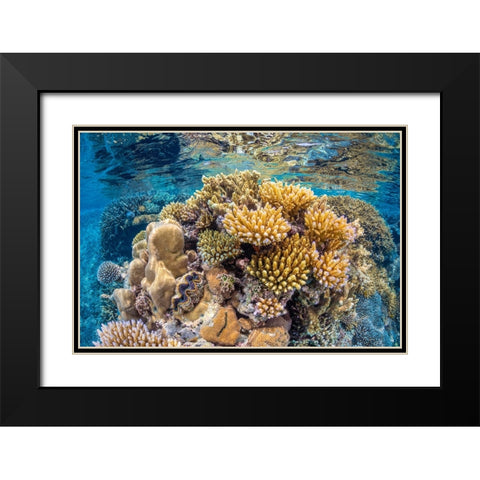 Reef of Mayotte Black Modern Wood Framed Art Print with Double Matting by Gabriel, Barathieu