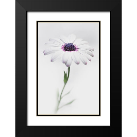 In My Garden_3 Black Modern Wood Framed Art Print with Double Matting by Grambone, Antonio