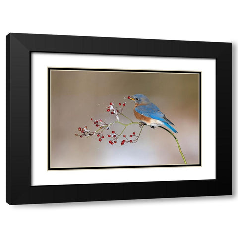 Blue bird in winter Black Modern Wood Framed Art Print with Double Matting by Chen, Jia