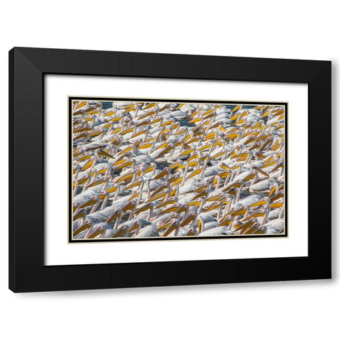 Pelican Parade Black Modern Wood Framed Art Print with Double Matting by Rublina, Natalia