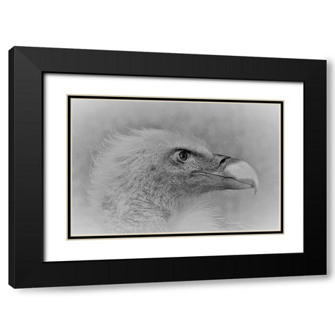 Bald Eagle Black Modern Wood Framed Art Print with Double Matting by Andreescu, Cristian