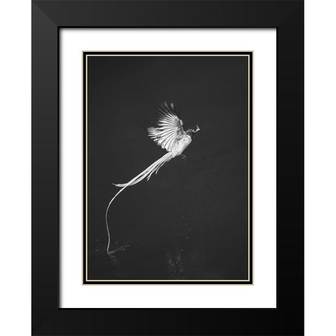 Terpsiphone Paradis Black Modern Wood Framed Art Print with Double Matting by Hu, Mei