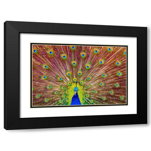 Peacock Black Modern Wood Framed Art Print with Double Matting by Michael