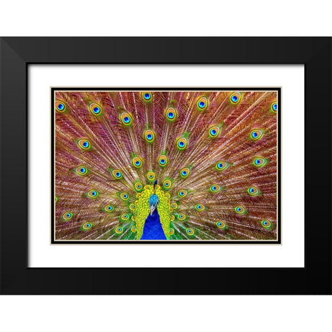 Peacock Black Modern Wood Framed Art Print with Double Matting by Michael