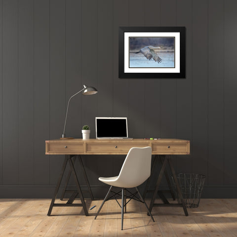 A Sandy Hill Crane In Flight Black Modern Wood Framed Art Print with Double Matting by Zheng, Sanbao