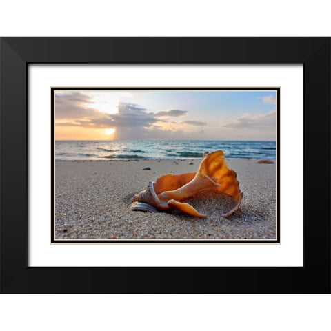 Snail Shell In The Spotlight Of Nature Black Modern Wood Framed Art Print with Double Matting by Balzer, Bodo