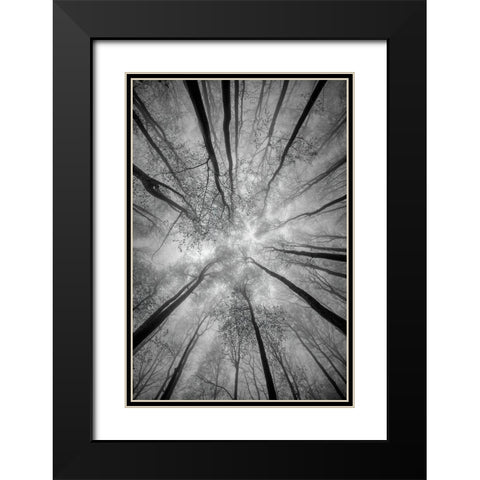 Treetops Black Modern Wood Framed Art Print with Double Matting by Pavlasek, Tom