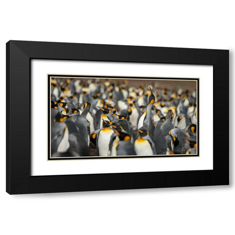 King penguin colony Black Modern Wood Framed Art Print with Double Matting by Gil Raga, Joan