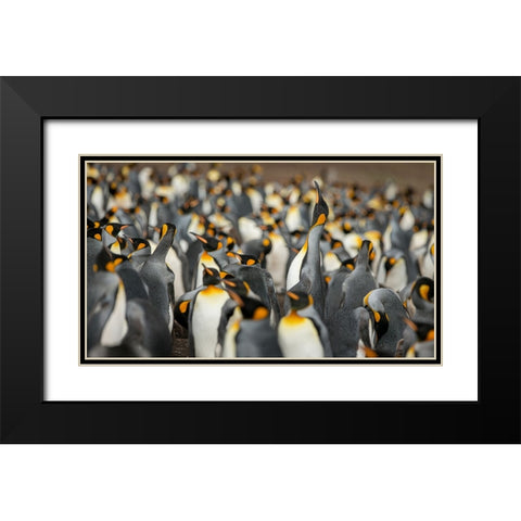 King penguin colony Black Modern Wood Framed Art Print with Double Matting by Gil Raga, Joan