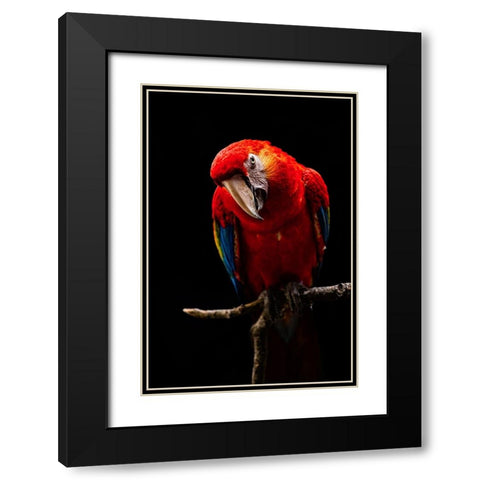 Portrait Of Scarlet Macaw Black Modern Wood Framed Art Print with Double Matting by Halil, Andi