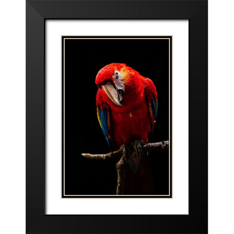 Portrait Of Scarlet Macaw Black Modern Wood Framed Art Print with Double Matting by Halil, Andi