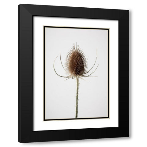 Dried_004 Black Modern Wood Framed Art Print with Double Matting by 1x Studio III