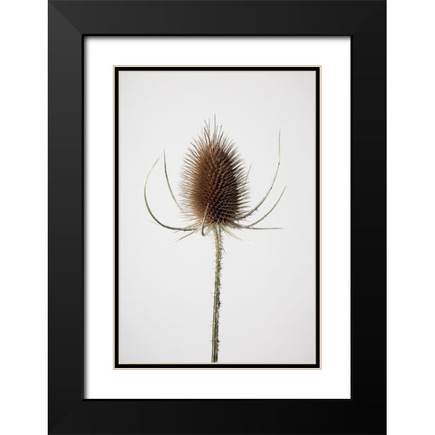 Dried_004 Black Modern Wood Framed Art Print with Double Matting by 1x Studio III