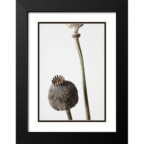 Dried_005 Black Modern Wood Framed Art Print with Double Matting by 1x Studio III